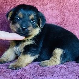 Black and Tan Collar Female - Black and tan female Norfolk Terrier puppy in Bristol, Tennessee from Holston Hollow Farm