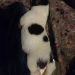 Puppy 1 - White and black female Newfoundland puppy in Quaker City, Ohio from Country Magik