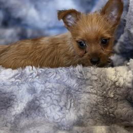 Boy 2 - Gold male Yorkshire Terrier puppy in Aiken, South Carolina from Yorkshires Yorkies