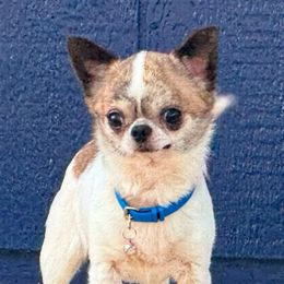Norman - Chihuahua