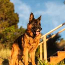 Paik - German Shepherd