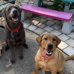 Dilute Retrievers and Labrador Retrievers from Long Valley Labradors