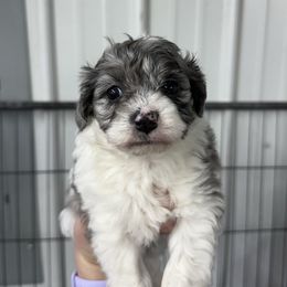 Zara - Brown and white female Aussiedoodle puppy in Science Hill, Kentucky from Southern Paws Kennels
