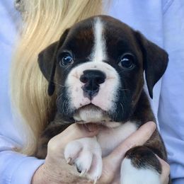 Boy 2 - Brindle male Boxer puppy in Marianna, Florida from Northwest Florida Boxers