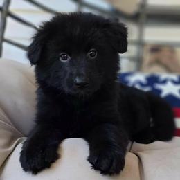 Yellow - Black female German Shepherd puppy in Bradley County, Tennessee from Chestuee German Shepherd