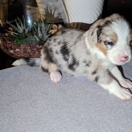 Nala - Blue merle Australian Shepherd puppy in Orlando, Florida from Catalina Aussies