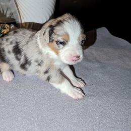 Nala - Blue merle Australian Shepherd puppy in Orlando, Florida from Catalina Aussies
