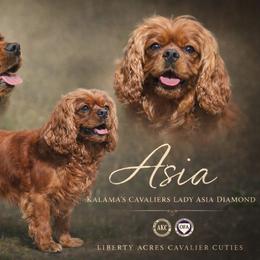 Asia - Cavalier King Charles Spaniel