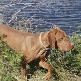Duke - Vizsla