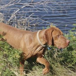 Duke - Vizsla
