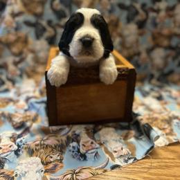 Stetson - Black white and tan male English Springer Spaniel puppy in Braidwood, Illinois from A & R Springers
