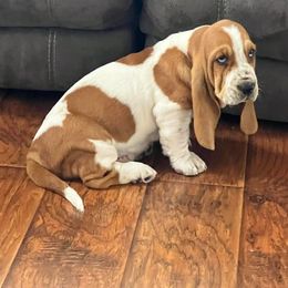 Henry - Basset Hound