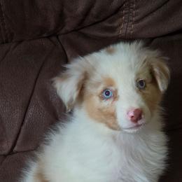 Tiny Tim - Red merle male Australian Shepherd puppy in Mount Clare, West Virginia from Pineview Farms Australian Shepherds