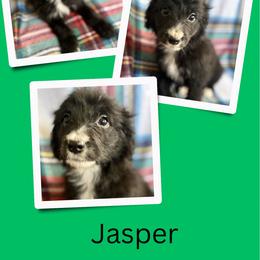 Jasper - Black male Golden Aussiedoodle puppy in Bluefield, Virginia from Love on a Leash