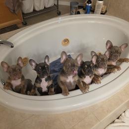 French Bulldog puppies from Taylor’s Frenchies LLC