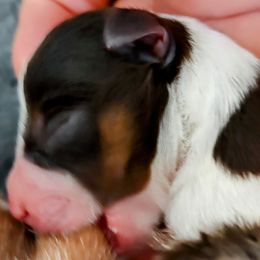 Girl 1 - Parti Miniature Schnauzer puppy in Hertford, North Carolina from Little Bug Schnauzers