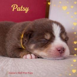 Patsy - Chocolate female Pomsky puppy in Cottrellville, Michigan from Jeanne’s Half Pint Pups