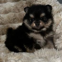 Sissy - Black and tan female Pomeranian puppy in Wagner, South Dakota from Lisas Pomeranians