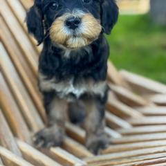 Bernedoodle, Goldendoodle, and Golden Mountain Doodle Puppies from Magic Valley Family Doodles