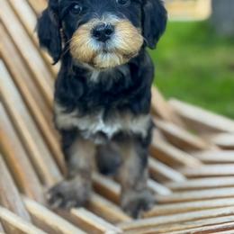 Bernedoodle, Goldendoodle, and Golden Mountain Doodle Puppies from Magic Valley Family Doodles