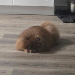 Tito - Pomeranian