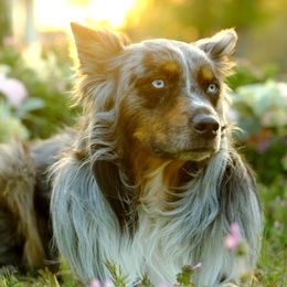 Alaska - Australian Shepherd