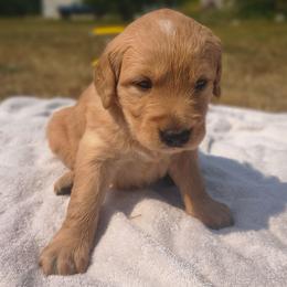 Woody - Yellow collar (1st pick male) - Golden male Golden Retriever puppy in Tenino, Washington from Oak River Goldens'