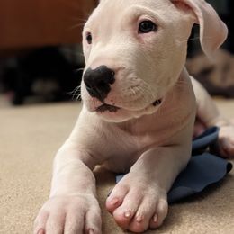 Dogo Argentino Puppies from De la Fuerza de Dios