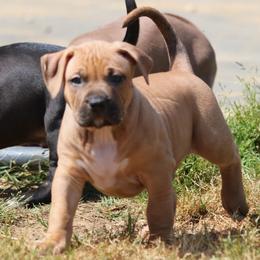 Black Fawn - Fawn male American Bully puppy in Union County, North Carolina from XLRG BULLIES