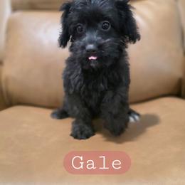 Gale - female Cavapoochon puppy in Bullard, Texas from Cavapoochon Central LLC