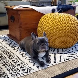 French Bulldogs from MJ Frenchies