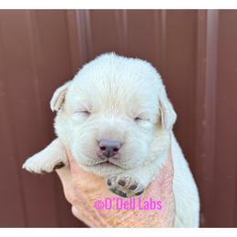 Holly - Yellow female Labrador Retriever puppy in Sullivan, Missouri from O’Dell Labs