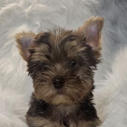 Thor - Chocolate and tan male Yorkshire Terrier puppy in Hamilton, Ohio from Purebred Yorkies of Ohio