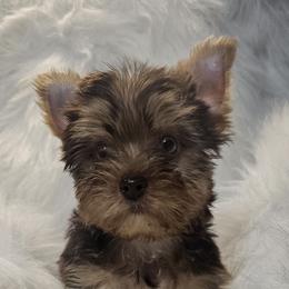 Thor - Chocolate and tan male Yorkshire Terrier puppy in Hamilton, Ohio from Purebred Yorkies of Ohio