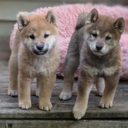 Shiba Inu puppies from Takikawa Shiba Inu