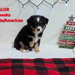Valor - Black tri male Miniature Australian Shepherd puppy in Burwell, Nebraska from Irons Aussies
