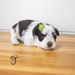 Lily - Parti female Miniature Schnauzer puppy in Diamond Valley, Utah from JoJo's Schnauzers