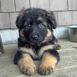 Inka - Black and red female German Shepherd puppy in Garland, Maine from Vom Schön Traumhund