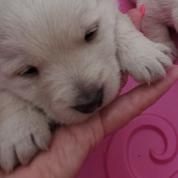 Scottish Terrier Puppies from Cavern Kennels