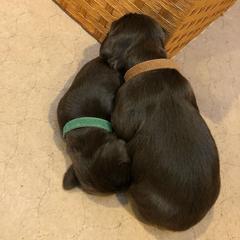Boykin Spaniel Puppies from Tabby’s Sweet Boykins