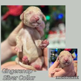 Gingersnap - Parti female Goldendoodle puppy in Howard City, Michigan from Doodles and Chaos
