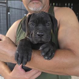 Black Female 1 - Black female Cane Corso puppy in Kaufman, Texas from Phantom Corsos