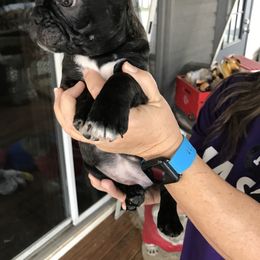 Boston Terrier, Bulldog, and French Bulldog Puppies from Tracy’s TLC Club