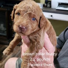 Brown collar Maizy - Apricot female Goldendoodle puppy in Fairmount, Indiana from Capens' Doodles,Poodles and Poo's