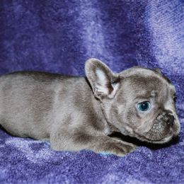 Puppy 3 - Blue fawn female French Bulldog puppy in Lincoln, Arkansas from Red Dirt Dachshunds