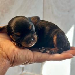 Girl - Black and tan female Cavapoo puppy in Palm Beach County, Florida from Benji’s Cockapoos