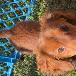 Dachshunds from Emily’s Mini Dachshunds