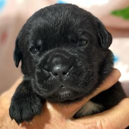 Purple Collar N - Black female Cane Corso puppy in Paris, Texas from Knucklehead Cane Corso