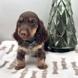 Hank - Piebald male Dachshund puppy in Goodyear, Arizona from AZ Royal Doxies llc
