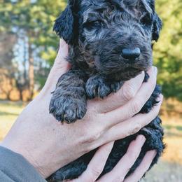 Lucy - Blue merle female Aussiedoodle puppy in Yacolt, Washington from Aussiedoodles by Maggie